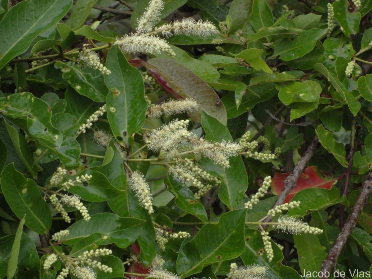 Terminalia arjuna (Roxb. ex DC.) Wight & Arn.